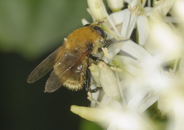Criorhina berberina