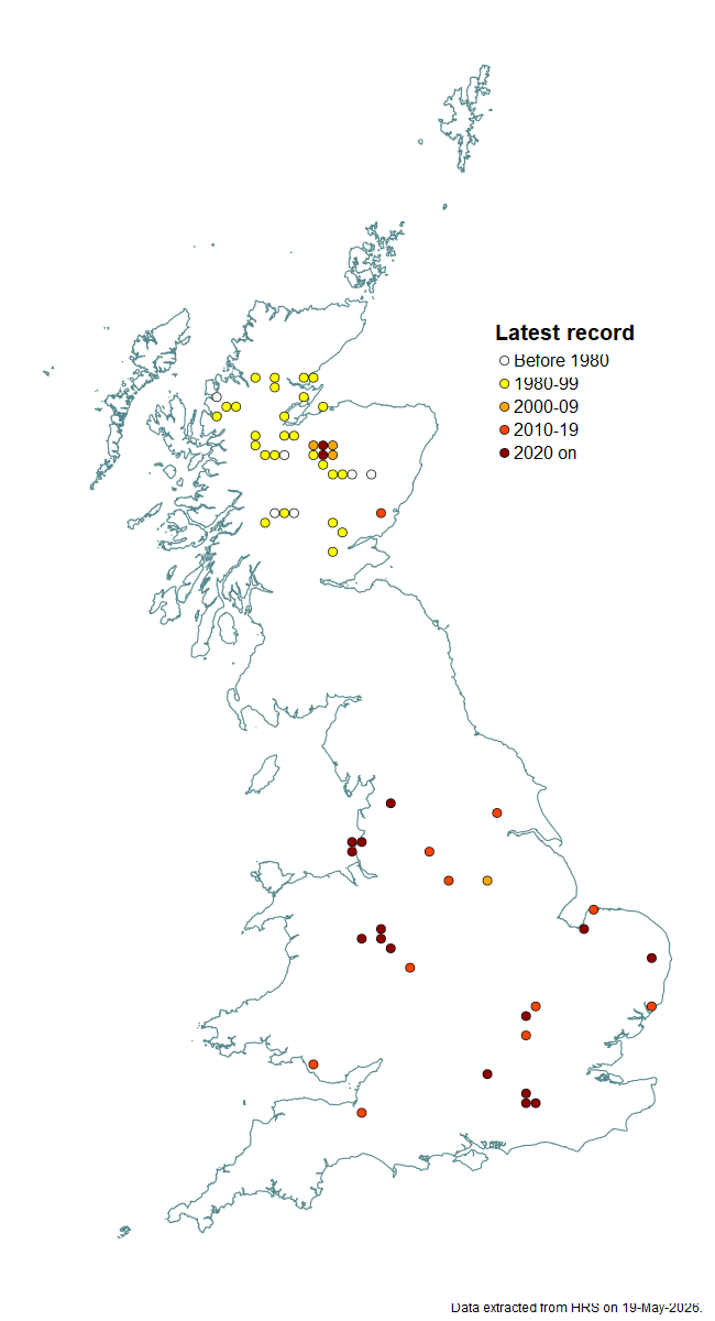 Distribution map for Callicera rufa