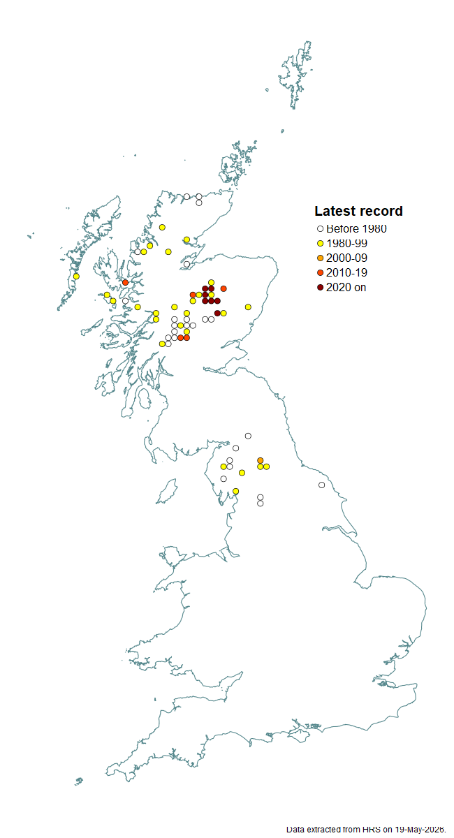Distribution map for Melanostoma certum