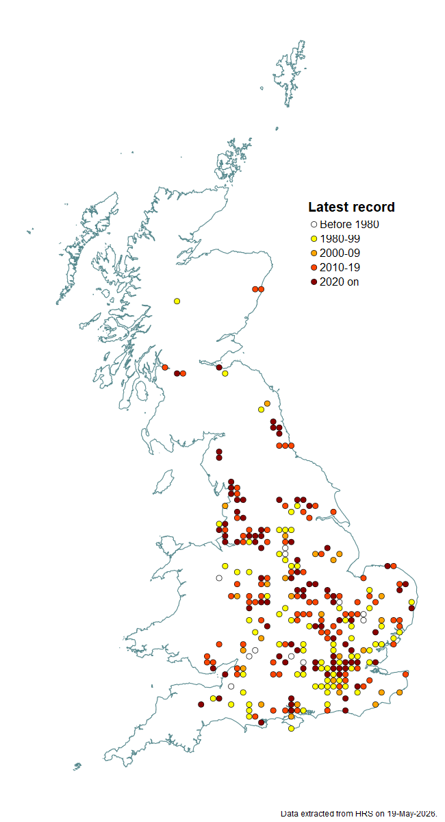 Distribution map for Meligramma trianguliferum
