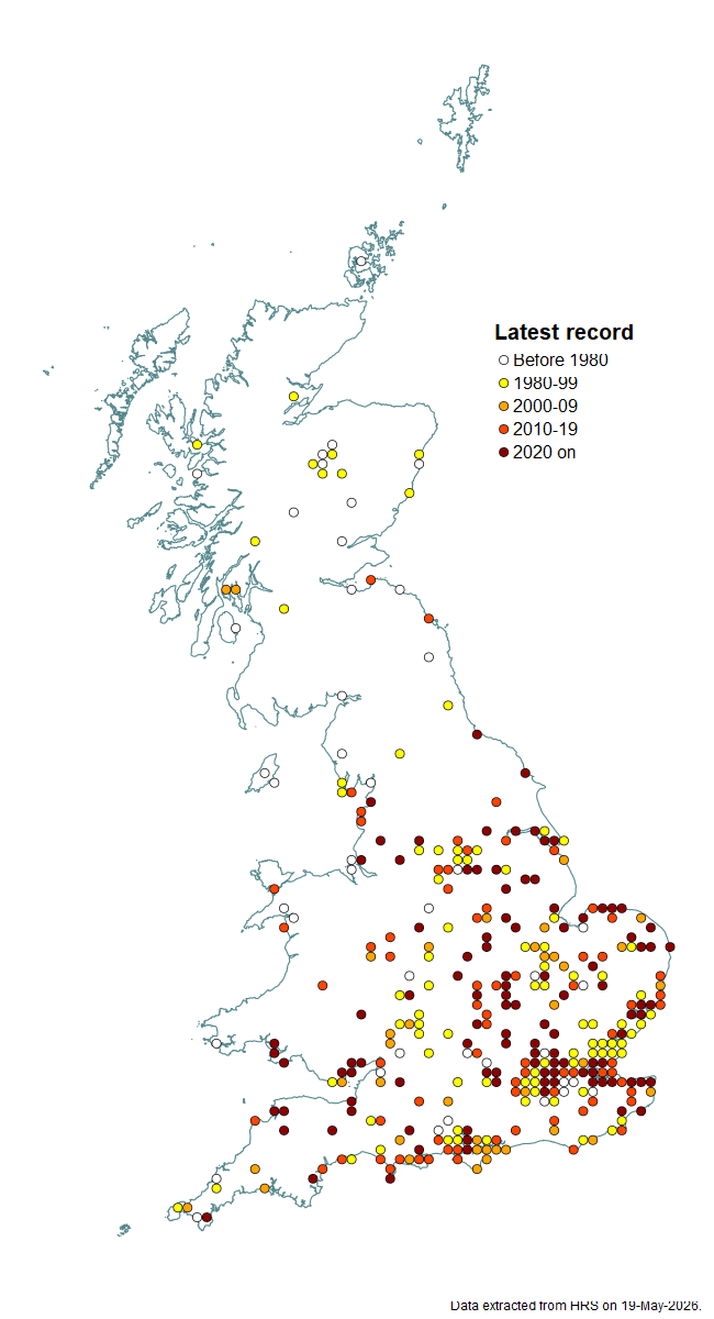 Distribution map for Sphaerophoria rueppellii