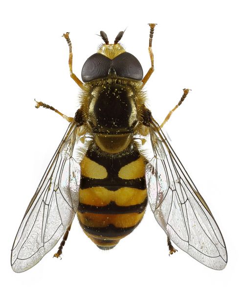 Eupeodes corollae