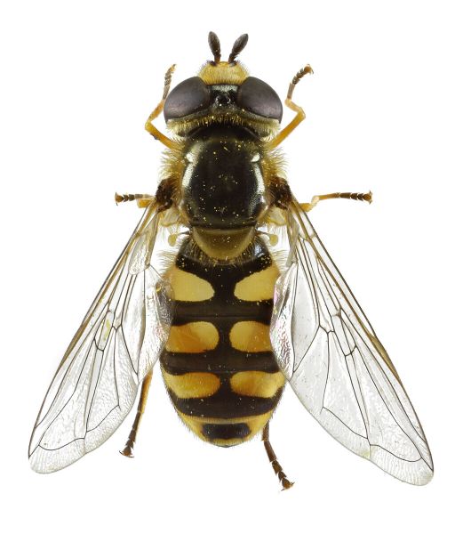 Eupeodes corollae