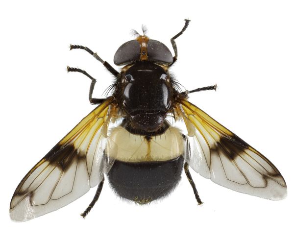 Volucella pellucens