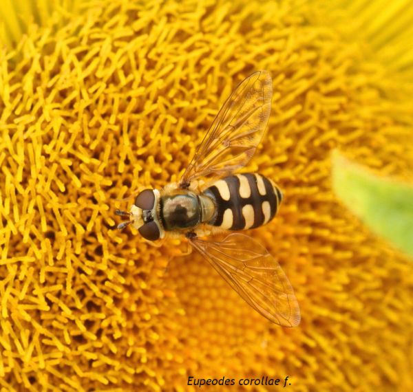 Eupeodes corollae