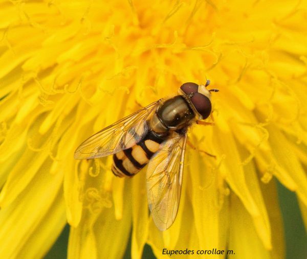Eupeodes corollae